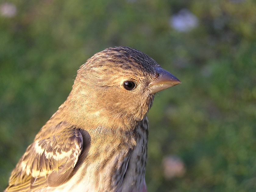 Common Rosefinch, Digrans 20050729